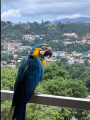 Guacamaya en la ciudad  © Lisseth