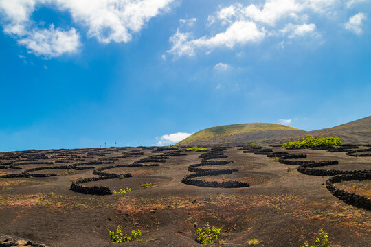 Traditional volcanic vineyards growing in black volcanic ash pits with stone walls protecting grapevines in La Geria valley on Lanzarote, Canary islands, Spain