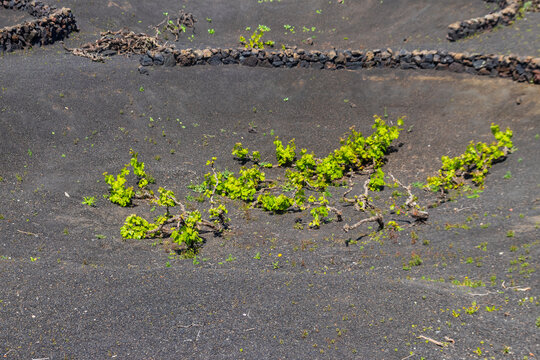 Close-up of a grapevine growing in a black volcanic ash pit protected by a stone wall in La Geria valley on Lanzarote, Canary islands, Spain