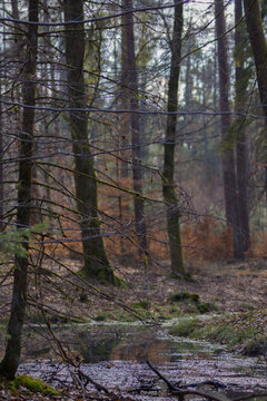 Misty Forest Stream and Trees with Reflection in Early Spring or Autumn