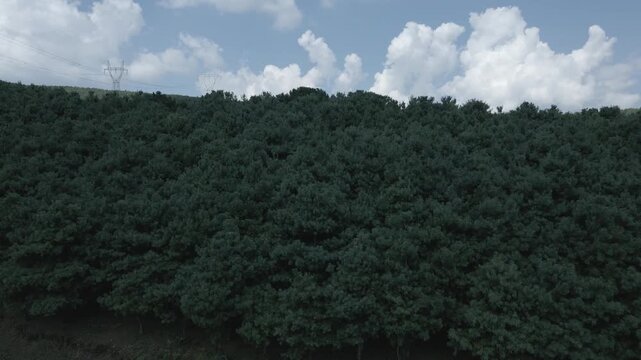 clouds in the forest