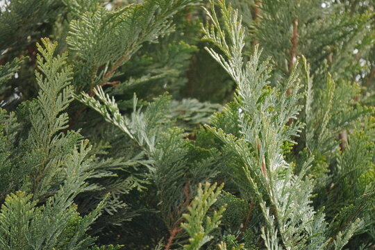 Green Evergreen Feathery Foliage Abstract Texture Background Dense Organic Detail Soft Focus Diffusion for Naturalistic Copy Space Muted Earthy Hues