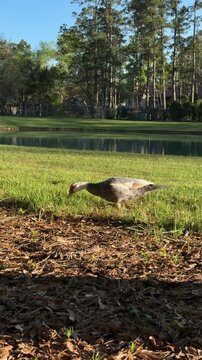 Static shot of duck walking and foraging along grassy lake bank in suburban park with trees and morning sunlight reflections