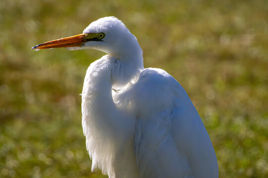 Great egret (Ardea alba) profile portrait with water droplet on bill, Florida