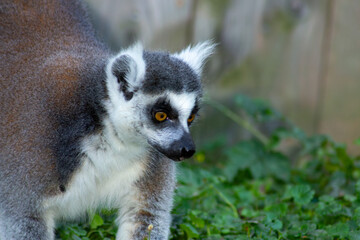 Fototapeta premium A ring-tailed lemur standing in lush green foliage