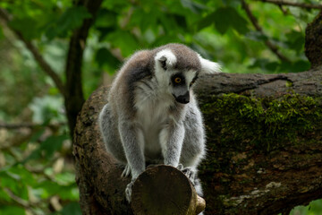 Obraz premium A ring-tailed lemur sits on a mossy tree trunk in a lush forest.