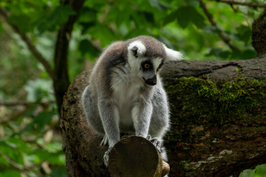 A ring-tailed lemur sits on a mossy tree trunk in a lush forest.