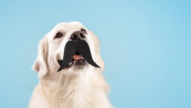 Happy Golden Retriever Dog Smiling With Mustache Prop In Studio Setting, Bright Blue Background. Playful Expression Radiating Joy, Ideal For Pet Lovers And Animal-themed Content.