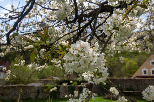 White cherry blossoms in the public orchard of Stadtsaal, Friesach, Carinthia, Austria.
