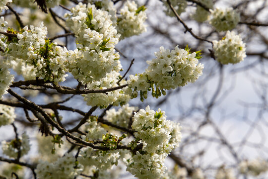 White cherry blossoms in the public orchard of Stadtsaal, Friesach, Carinthia, Austria.