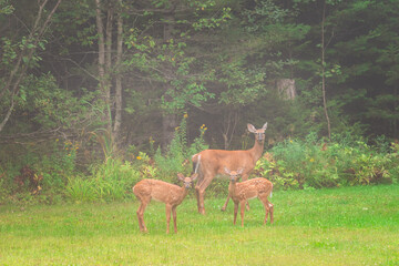 Fototapeta premium White Tailed Doe and Fawns Grazing Together on Green Lawn