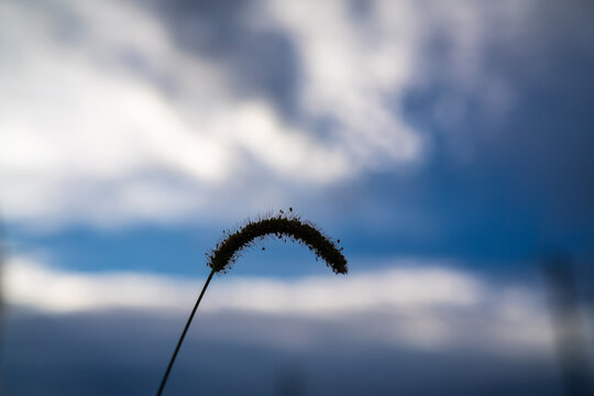 Silhouette of a single foxtail grass against a dramatic blue sky with clouds