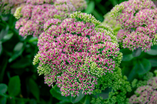 Selective focus of Hylotelephium flowers in the garden with green leaves, Sedum herbstfreude or Autumn Joy, A genus of flowering plants in the stonecrop family Crassulaceae, Natural floral background.