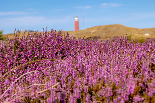 Purple flowers Calluna vulgaris (Heide, Heather, Ling) The sole species in genus of Calluna, Ericaceae family, The Eierland Lighthouse red tower, De Cocksdorp, North Holland, Texel Island, Netherlands