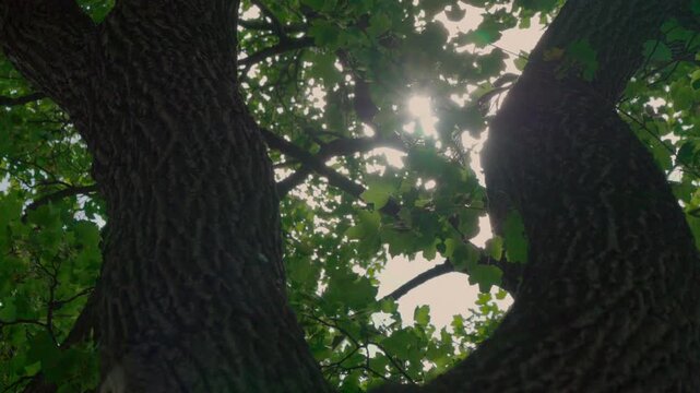 Low angle view of large tree trunk with sunlight filtering through lush green leaves