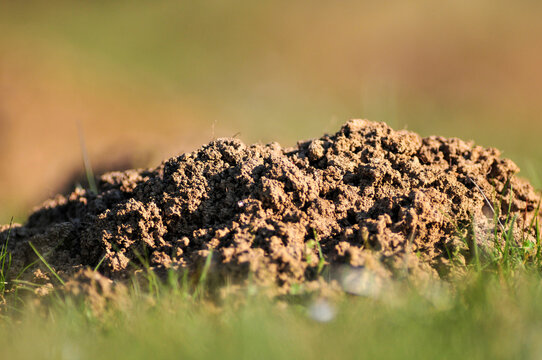 Telephoto with a shallow DOF impressions of the digging of a Mole Rat