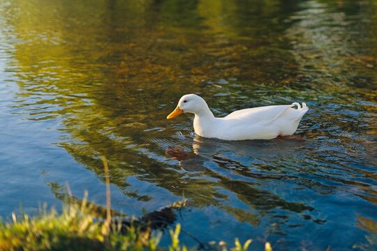 Domestic white duck swimming gracefully in clear lake water with warm sunlight reflections and grassy shoreline in foreground