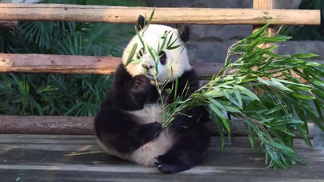 Giant Panda, Qi Ying aka San Mei , Sitting Down and Eating a Carrot Snack
