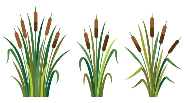 Set of green cattail plants with brown heads in nature.