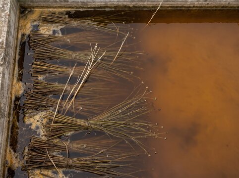 Flax stems retting in amber tank water