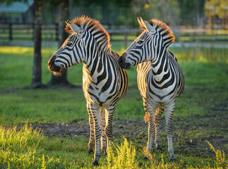 Naklejka premium Pair of captive Plains Zebra in green paddock