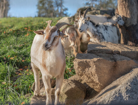 adult female Nigerian Drawf goat pets climbing rocks in field