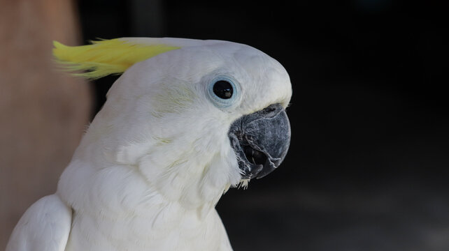 Beautiful sulphur crested cockatoo bird profile showcasing pristine white feathers and vibrant yellow head crest in natural light