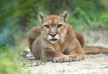 adult female captive Western Cougar © Mark J. Barrett