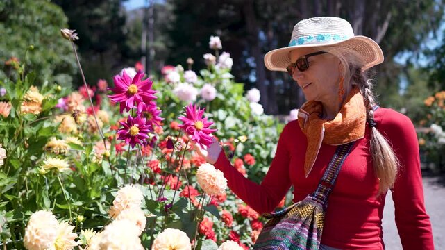 A mature woman enjoys looking at vibrant Dahlia flowers at a botanical garden in Fort Bragg, California by the ocean.