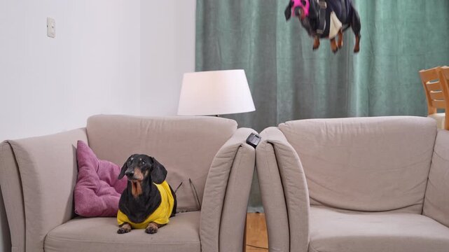 A black and tan dachshund dog in a yellow shirt sits calmly on a couch at home while another puppy wearing a pink mask and harness hangs suspended nearby, a playful concept of espionage.