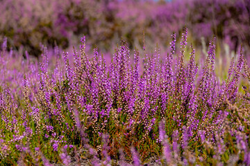Obraz premium Selective focus bush of wild purple flowers Calluna vulgaris (heath, heide, ling or simply heather) is the sole species in the genus Calluna in the flowering plant family Ericaceae, Natural background