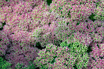 Obraz premium Selective focus of Hylotelephium flowers in the garden with green leaves, Sedum herbstfreude or Autumn Joy, A genus of flowering plants in the stonecrop family Crassulaceae, Natural floral background.