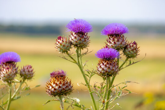 Selective focus of flowers of Cynara cardunculus in the garden with green grass backdrop, The cardoon also called the artichoke thistle is a thistle in the family Asteraceae, Natural floral background