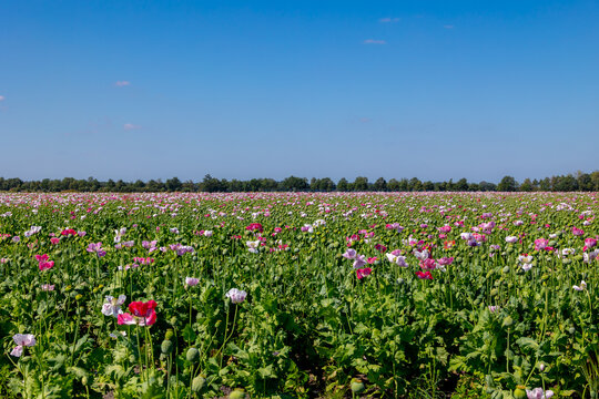 Summer landscape, Papaver somniferum under blue sky background, Commonly known as the opium poppy or breadseed poppy, Multicolour flowers with green leaves on the fields in countryside of Netherlands.