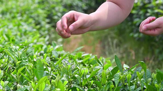Hand picking fresh tea leaves in a green tea plantation in China