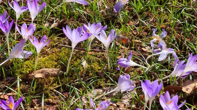 Purple crocus flowers sway gently in sunlight on a mossy forest floor, with a small hawk moth moth flitting past among the blossoms, a symbol of spring renewal.