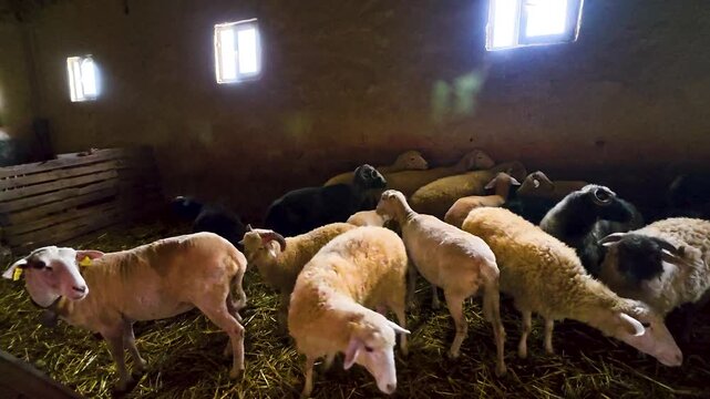 A flock of domestic sheep and rams standing inside a traditional dark barn on a straw floor with natural sunlight streaming through small windows in rural farm countryside.