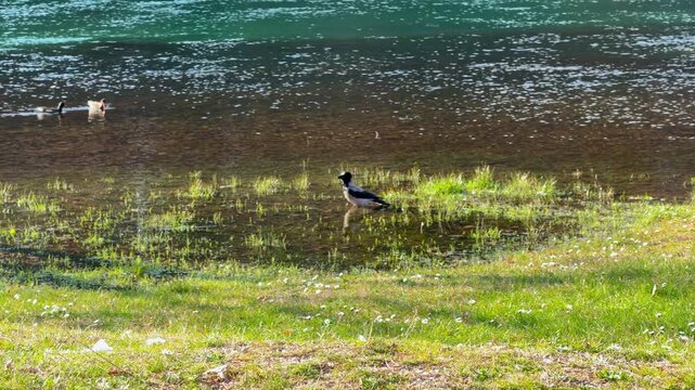 A hooded crow stands in shallow water at the edge of a lake, with two ducks swimming nearby and sunlight sparkling on the surface behind grassy shallows.