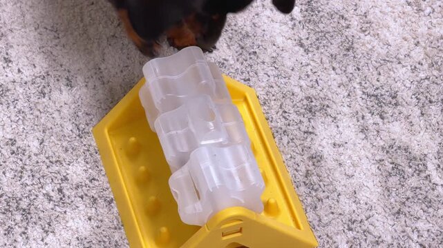 A black and tan dachshund dog uses its keen sense of smell to work a yellow interactive slider toy with clear compartments on a light carpet, a concept of mental exercise for pets.
