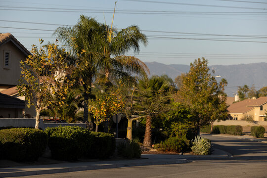 Afternoon sun shines on trees and single family homes in the Declezville neighborhood of Fontana, California, USA.