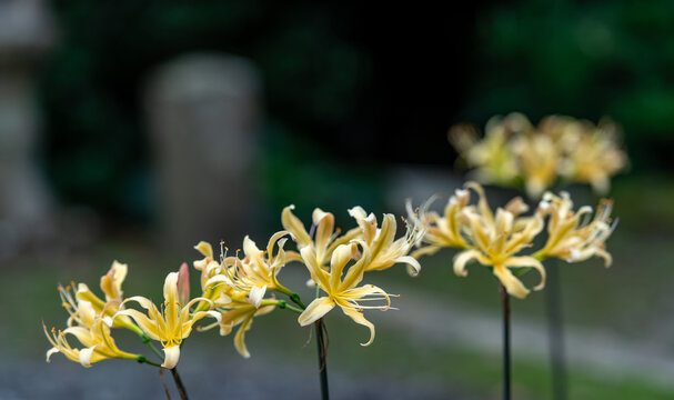 Pale Spider Lilies Blooming against a Dark Green Background