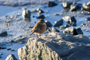 Naklejka premium Stonechat on a coastal rock