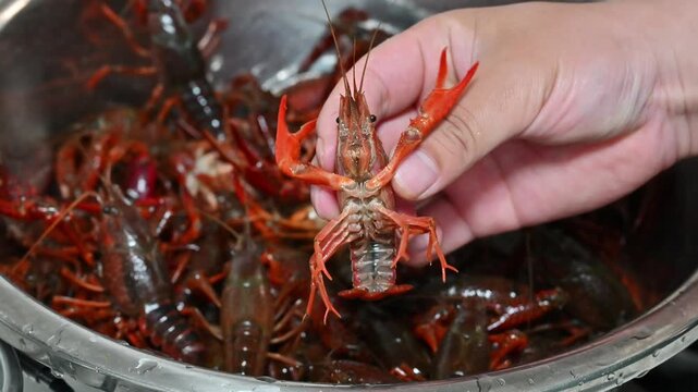 Fresh Crayfish Being Prepared in a Metal Bowl in China