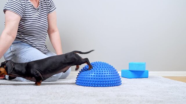 A black and tan dachshund dog sniffs and paws a spiky balance hemisphere while a woman in a striped shirt kneels beside it on a carpeted floor, a home fitness and pet training concept with yoga.