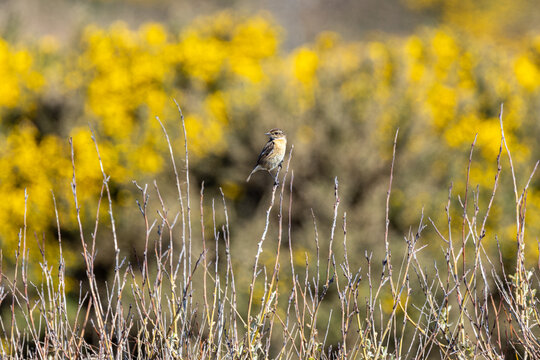 Stonechat with flowering gorse behind