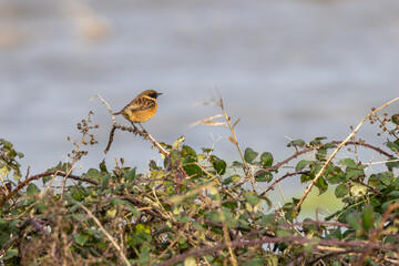 Naklejka premium Male stonechat on a bramble