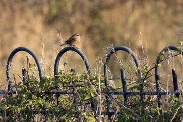 Naklejka premium Stonechat on railings in golden light