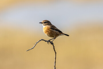 Naklejka premium Stonechat perched on a bare twig