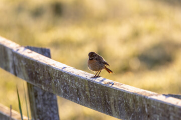 Naklejka premium Stonechat on a wooden fence rail