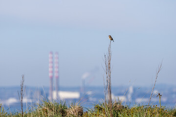 Naklejka premium Stonechat with the Poolbeg chimneys behind